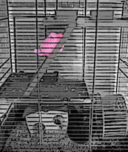 Ein haekelschwein klettert in einem Hamsterkäfig die Leiter hoch.