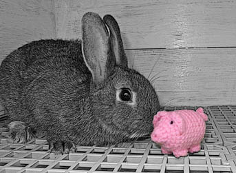 Ein haekelschwein neben einem Kaninchen.