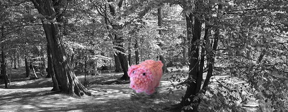 Ein haekelschwein im Wald.